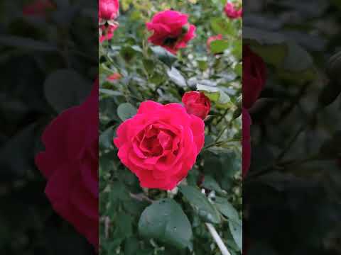 flower power, roses time #roses #maytime