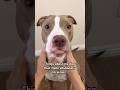 Things About My Dog That Make Absolutely No Sense Pitbull Dogs Funny Shorts Short