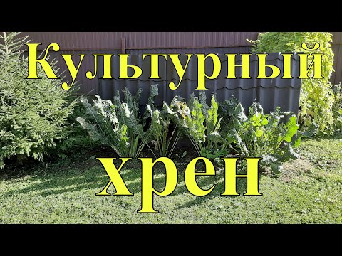 Как выращивать хрен - чтобы он не стал сорняком.