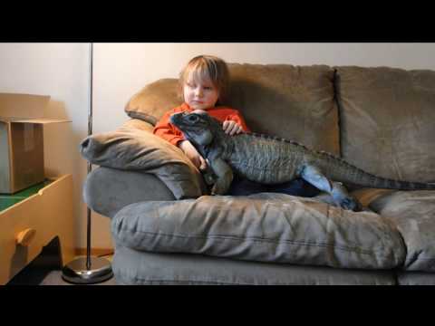 YouTube Video XDjw0P81abg