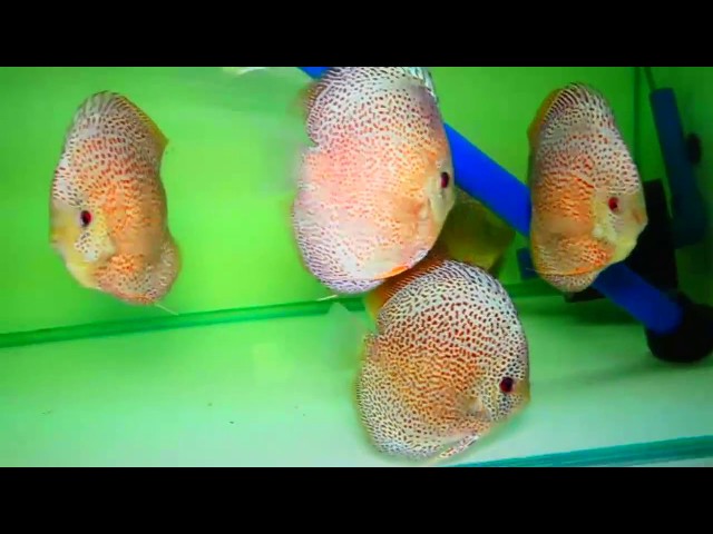 Secret Discus Fish facility in the Philippines