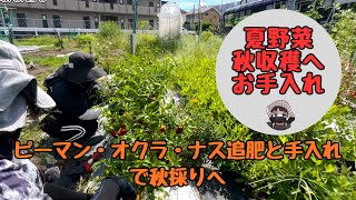 I fertilized and tended summer vegetables for harvest in the fall. [Okra] [Peppers] [Eggplant] [H...