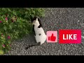 Tuxedo Cat In Love So Cute