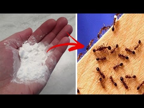 How to get rid of ants naturally in kitchen, bathroom and outdoor using baking soda