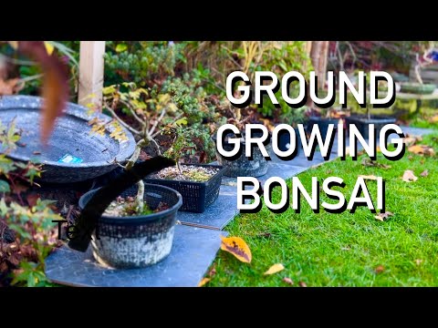 Why Growing Bonsai in the Ground is a Game Changer
