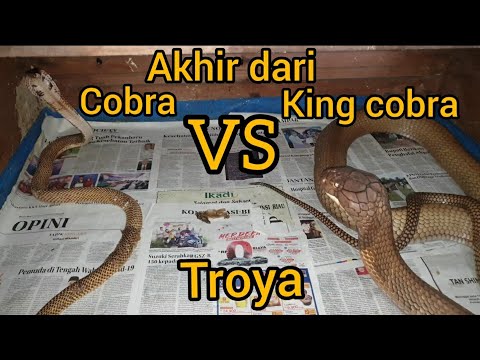THE END OF MONSTER KING COBRA (TROYA) VS COBRA, BE PATIENT, TROYA