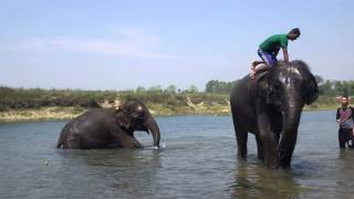 preview picture of video 'Elephant in River at Chitwan Nepal'
