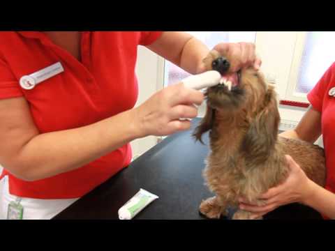 Wie geht Zähne putzen beim Hund?