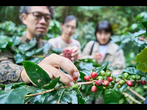 Okinawa Coffee Nature Tour