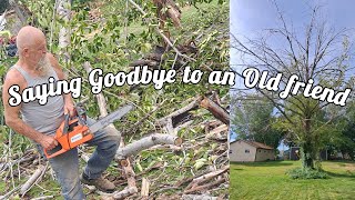 Massive Chain Saw Tree Removal Trimming Cutting Job - Bringing The Old Girl Down