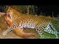 The Puppy Was Dropped Off In GEPARD S Enclosure And This Is What Happened Next