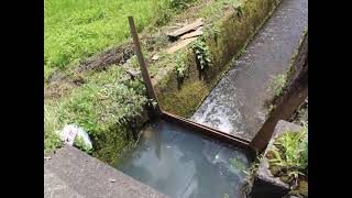 絶望米作り【８】後半～水路を１００ｃｍの高させき止めれば入水できました～