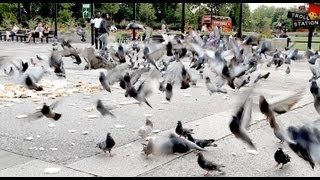 Trollstation Laxative Pigeon Prank