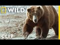 Bears Fight Over Whale Carcass Queens