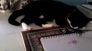 Dead Milkmen- &quot;The woman who was also a mongoose&quot;