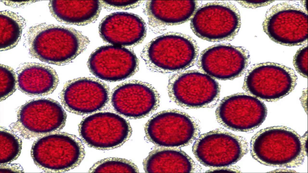 Vanguard - A produção da Vacina Zoetis - Completo