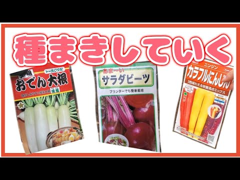 根菜の種まき時期 苗が完全に成長して、オープングラウンドに植える準備ができているとき