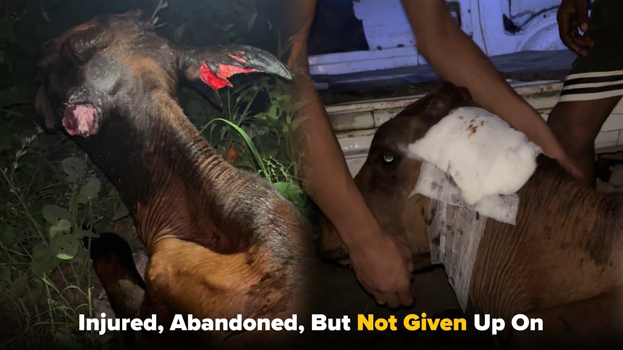 Compassion In Action
