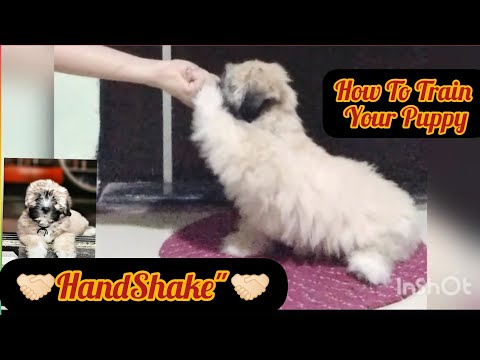 🤝🏻How To Train Your Puppy "HandShake"🤝🏻
