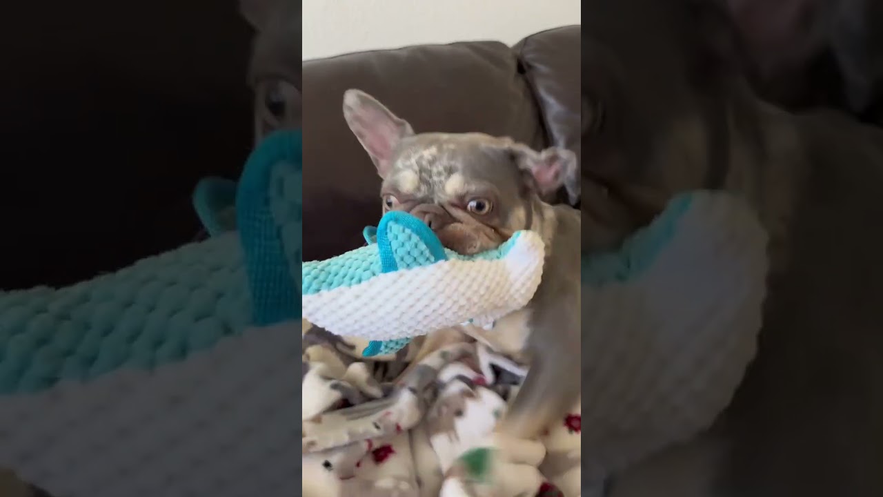 Enlarge Mia, a Adoptable French Bulldog in Citrus Heights, CA video 6/6