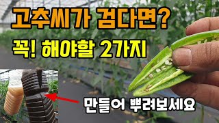 고추가 무르고 고추씨가 검다면 원인과 해결방법 딱2가지만 해주면됩니다