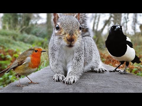 Videos for Cats to Watch - Birds and Squirrel Fun in December