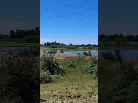 Humedal de la Ruta 53 Vieja en Coronel Brandsen Buenos Aires Argentina