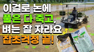 풀걱정 끝 이걸 쓰면 벼농사 풀은 다 죽고 벼는 잘 자라요 - 잡초제거 논농사 모내기