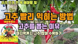 서리내리기전 고추를 빨리 붉게하는 방법 늦게까지 고추 수확하는법과 붉게 익히는 고추비료의 종류와 고추엽면시비…