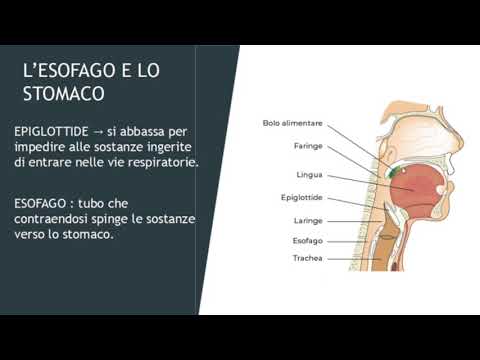 L'APPARATO DIGERENTE: Bocca, Esofago, Stomaco, Intestino