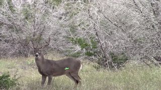 Shot through the heart and I'm to blame! Self Filmed! (Please Subscribe and Share)