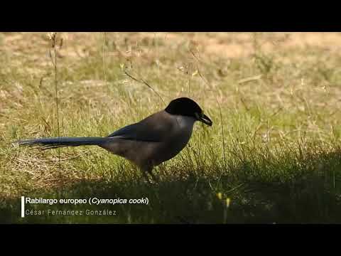 Vídeo de Cyanopica cooki. <em>© César Fernández González