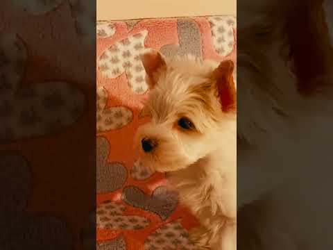 Perros Biewer Yorkie en venta