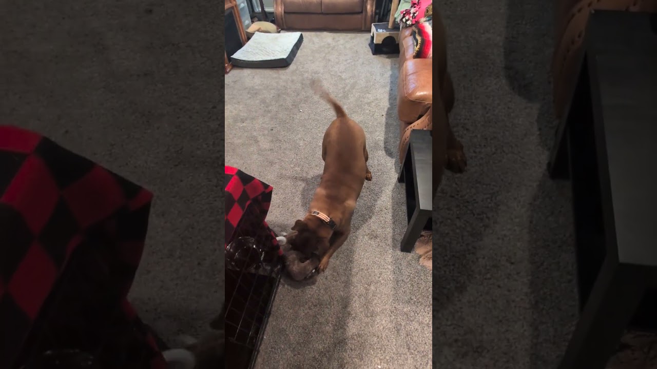 Enlarge Frida D12208, a Adoptable mixed breed in Minneapolis, MN video 6/6