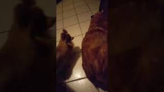 The Prince&#39;s Bed