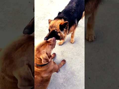 fight between pitbull and German shepherd ।। #funny #viral #shorts