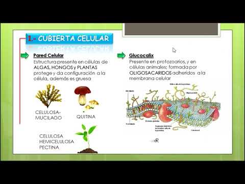 CELULA EUCARIOTA- Cotamania