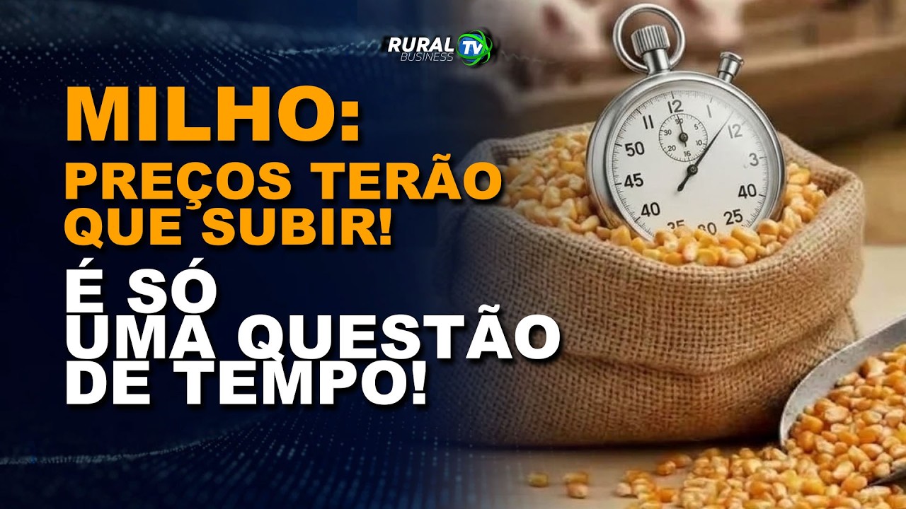 MILHO: PREÇOS TERÃO QUE SUBIR! É SÓ UMA QUESTÃO DE TEMPO!