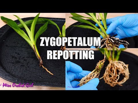 , title : 'Can a broken Orchid new growth be saved? | Potting 4 Zygopetalums in one go!'