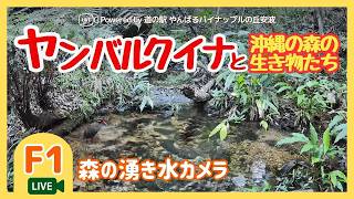 【F1】野生のヤンバルクイナ・沖縄やんばる生き物ライブ配信 2025 live webcam