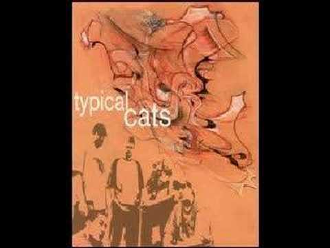 Typical Cats- Qweloquiallisms
