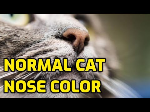 Do Cats Noses Change Color With Age?