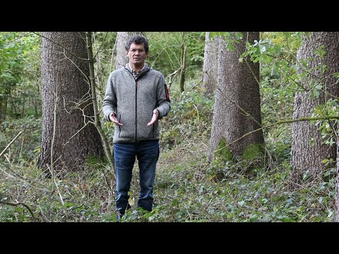 Waldwirtschaften Kompakt - Vermarktung von Langholz