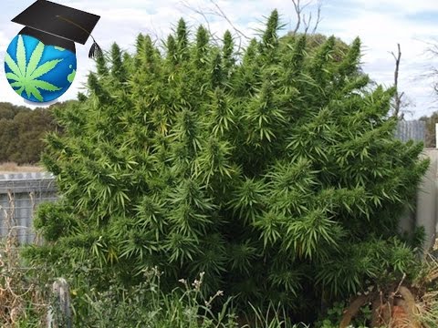 How Much Cannabis (Marijuana) Can One Plant Yield?