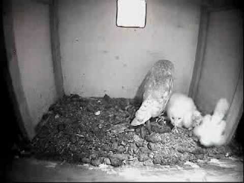 Barn Owl Trust Live Webcam: Owlets stretching their legs