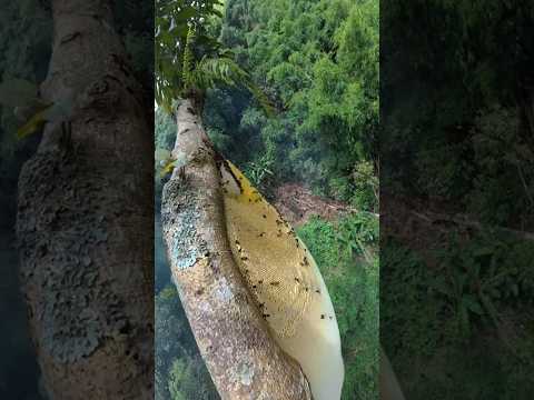 তুয়ালাং গাছ থেকে ঝুঁকি নিয়ে এরা মধু সংগ্রহ করে | Rare Honey Indonesia