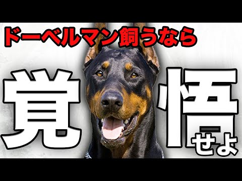 アルビノドーベルマンの特徴と飼い方