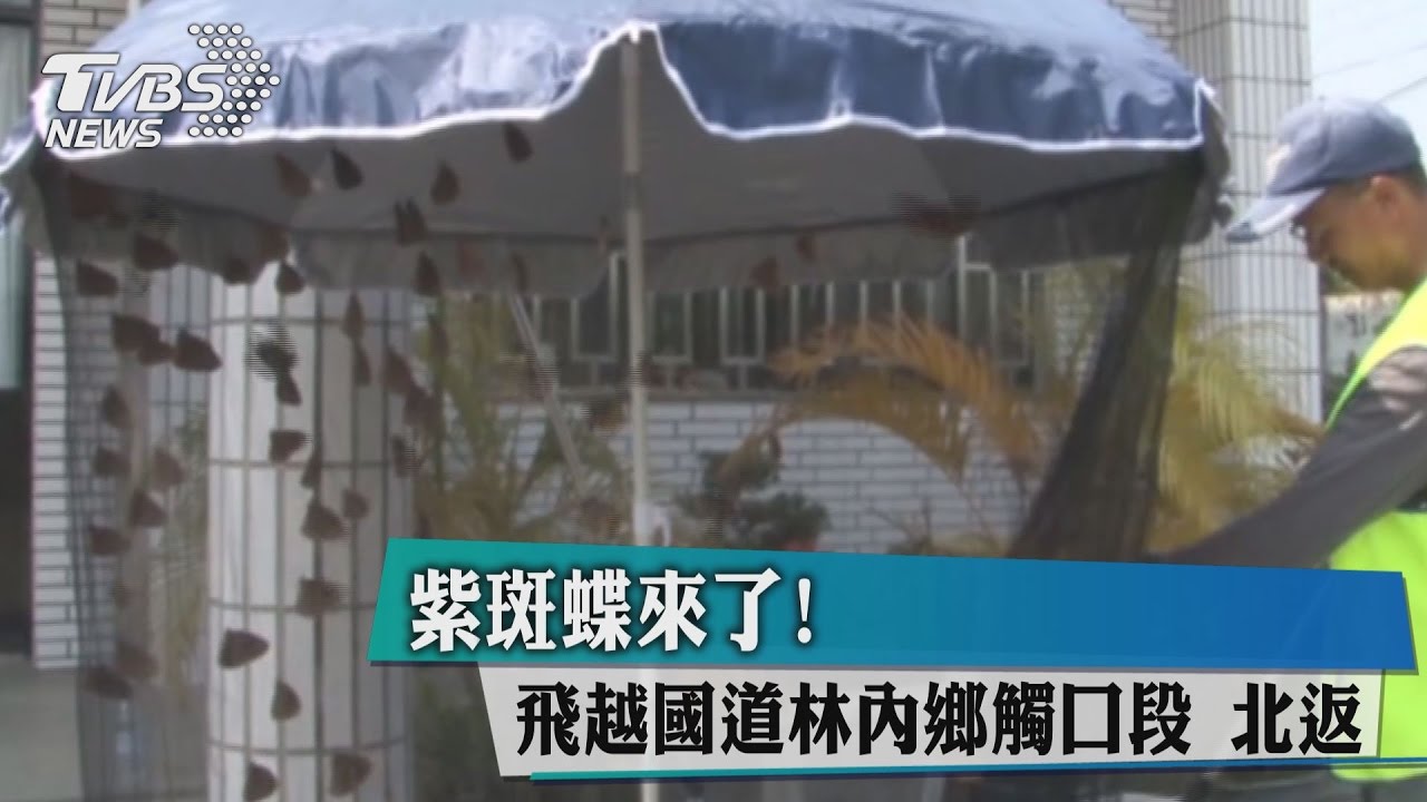 紫斑蝶來了! 飛越國道林內鄉觸口段北返