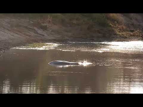 Djuma: Three Hippos in the dam - 07:12 - 04/30/21