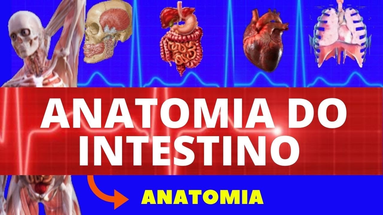 ANATOMIA DO INTESTINO (INTESTINO DELGADO E GROSSO) - SISTEMA DIGESTÓRIO (ANATOMIA HUMANA)
